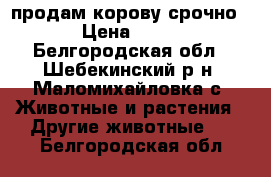 продам корову срочно › Цена ­ 65 - Белгородская обл., Шебекинский р-н, Маломихайловка с. Животные и растения » Другие животные   . Белгородская обл.